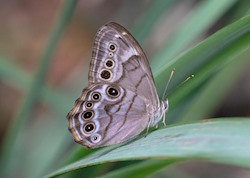 Northern Pearly-Eye 
